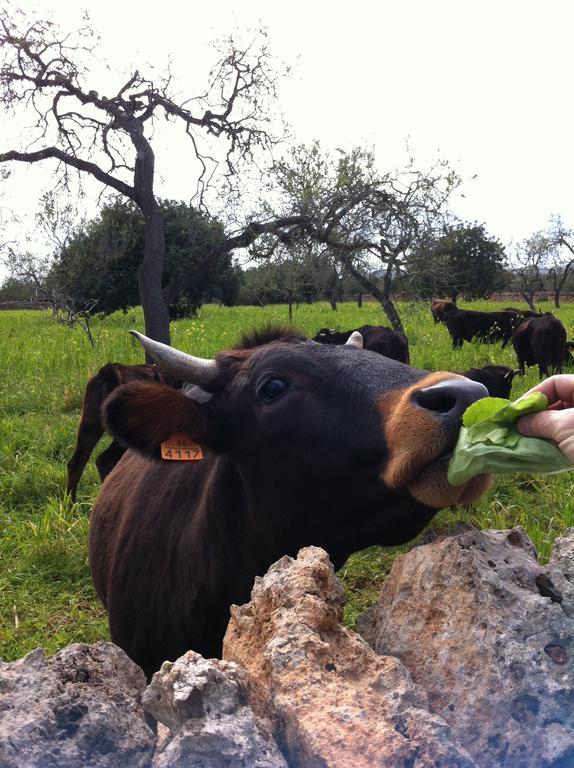 Farm stay Sa Bassa Crua Sa Torre